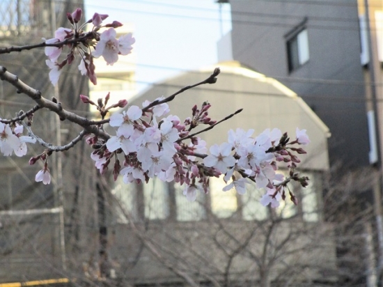  桜 (2)