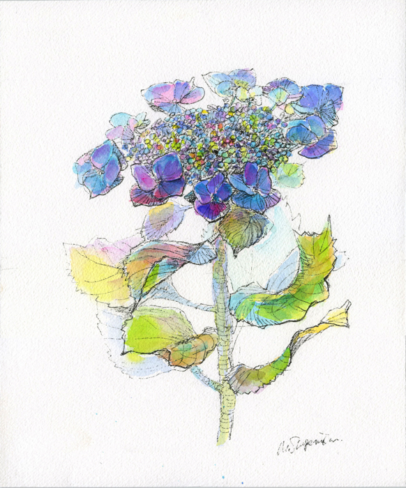 190604額紫陽花