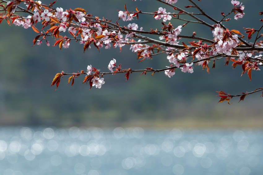 女神湖の桜