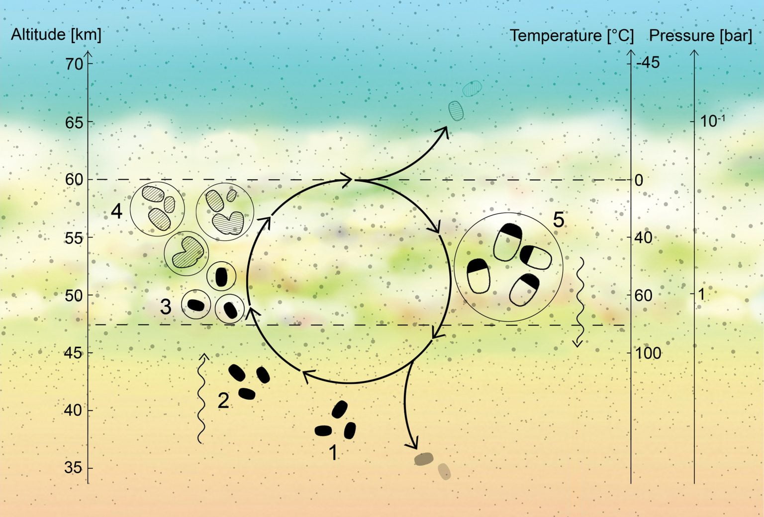 仮想の微生物のライフサイクルを示した図