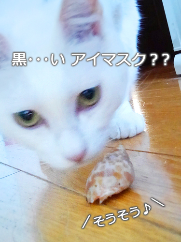 仙台の猫屋敷・ヒゲーニョ家