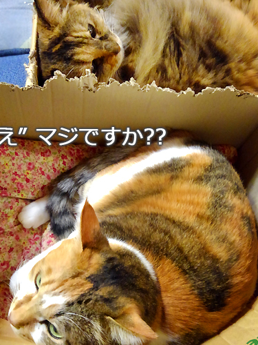 仙台の猫屋敷・ヒゲーニョ家