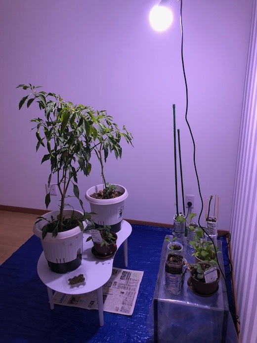 植物育成用ライトb - 4