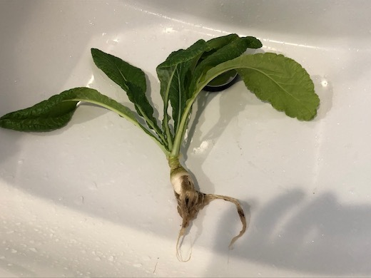 小松菜で水耕栽培 - 2