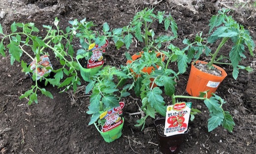 トマトの植え付けと寒冷紗 - 1