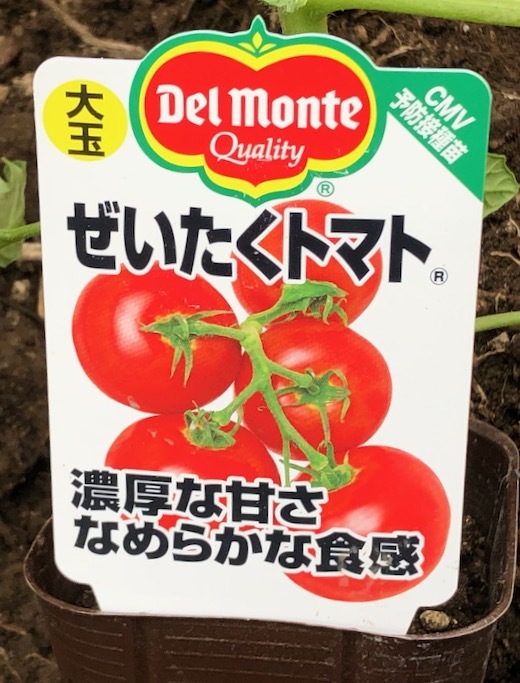 トマトの植え付けと寒冷紗 - 4