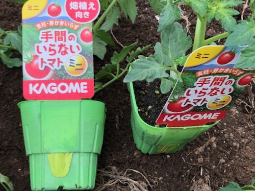 トマトの植え付けと寒冷紗 - 5