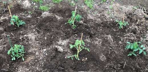 トマトの植え付けと寒冷紗 - 6