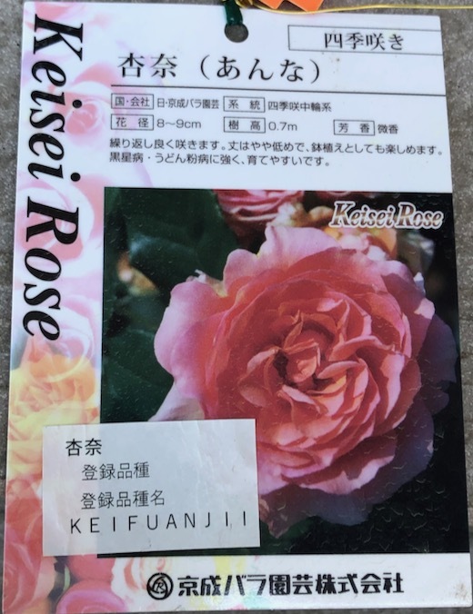薔薇（杏奈）の植え付けa - 2