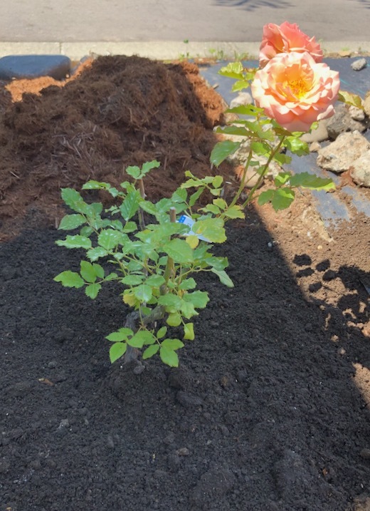 薔薇（杏奈）の植え付けb - 6