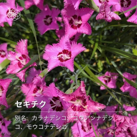 裏庭の花d - 2