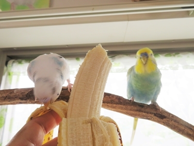 おいしいバナナ