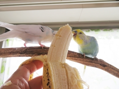 おいしいバナナ