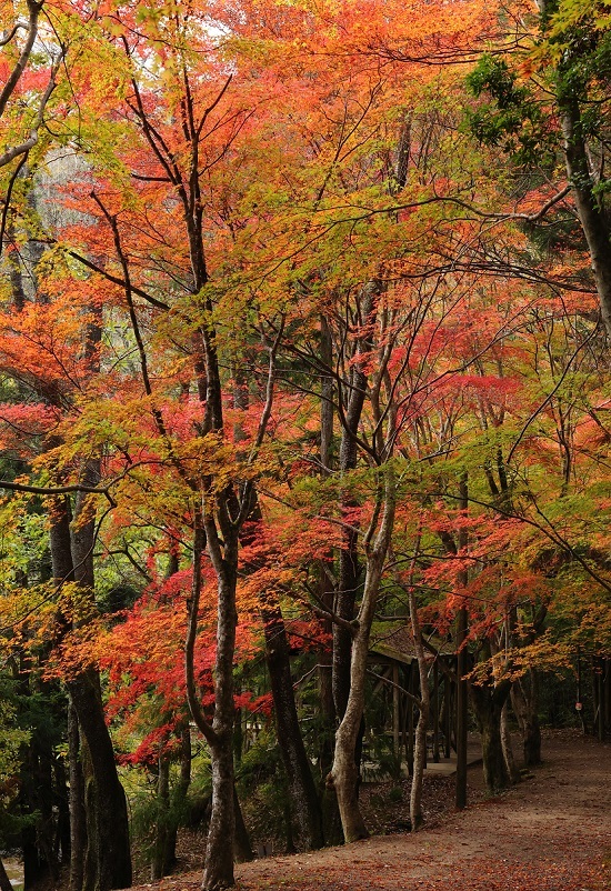 虹の滝キャンプ場　紅葉