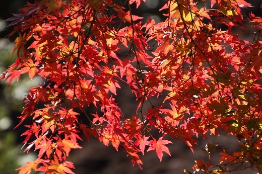 箱根美術館の紅葉１