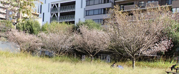 新横浜駅前公園の１０月桜