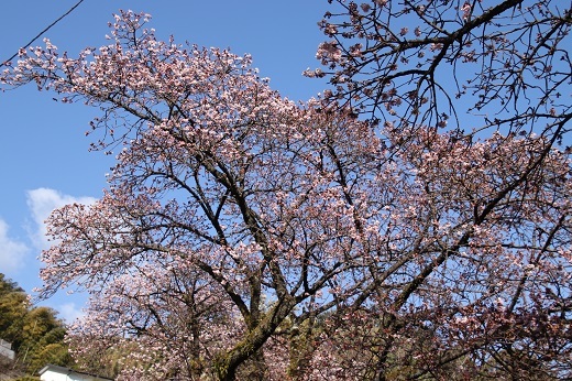 熱海梅園前のあたみ桜１