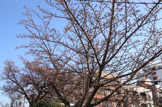 糸川遊歩道のあたみ桜１