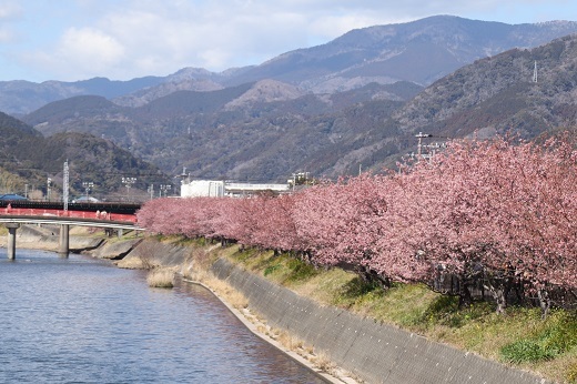 桜と河津川１