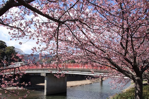桜と河津川２