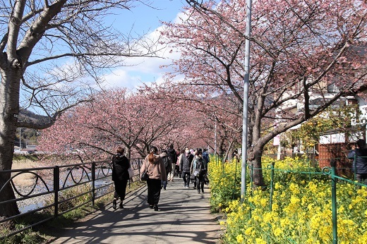 河津桜と菜の花１