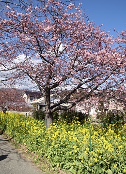 河津桜と菜の花２