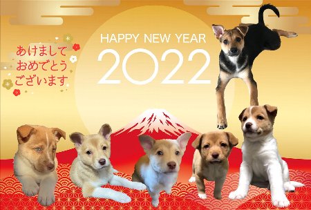 2022犬
