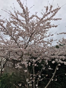ブージバルの桜（R3,3,15)