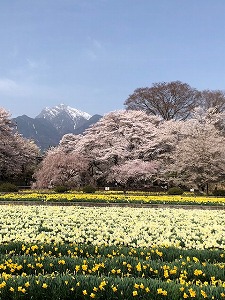 桜と甲斐駒ケ岳（Ｒ3,3,30)