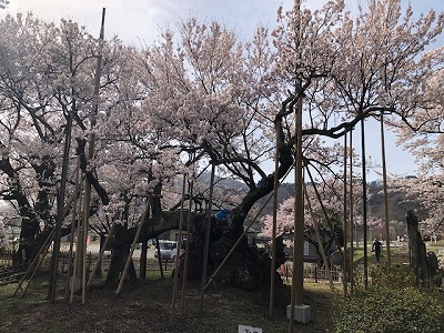 山高神代桜（R3,3,30)