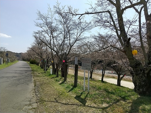 20210323亀が広の桜