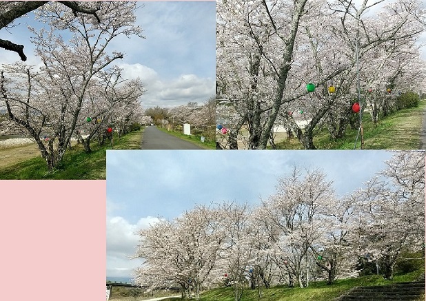 20210329亀が広の桜4