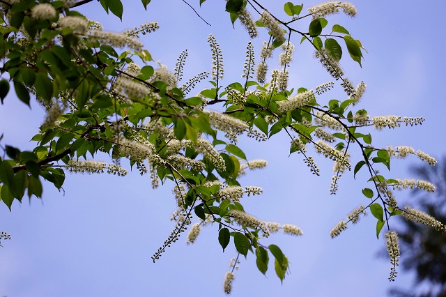 フツウの生活 雑木林の白い花 ウワミズザクラ