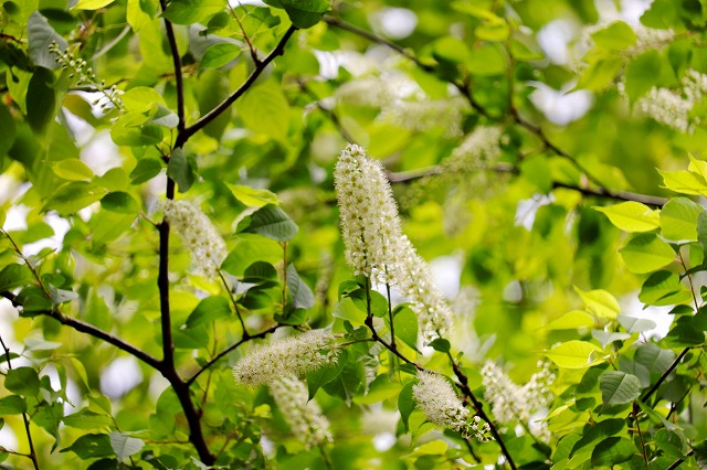 フツウの生活 雑木林の白い花 ウワミズザクラ