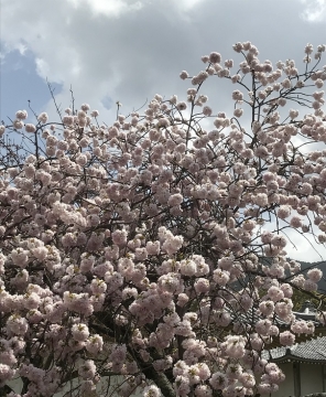 霊宝院の桜