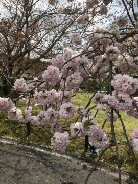 霊宝院の桜 (2)